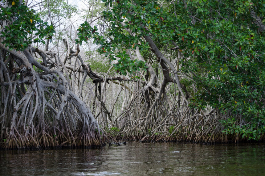 Manglares de la Ciénaga Grande de Santa Marta